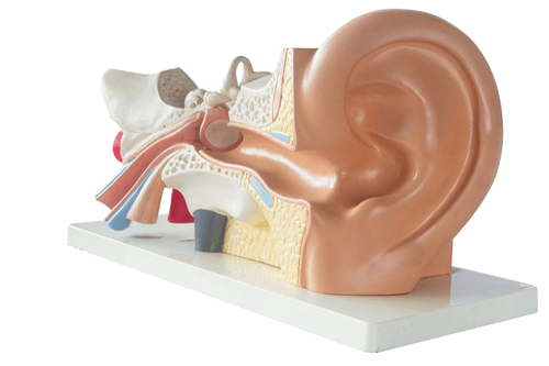 Hearing loss ear model