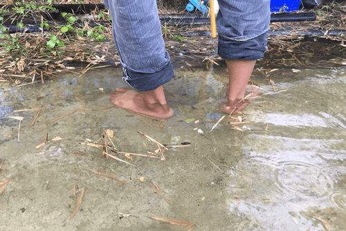 leptospirosis in rain