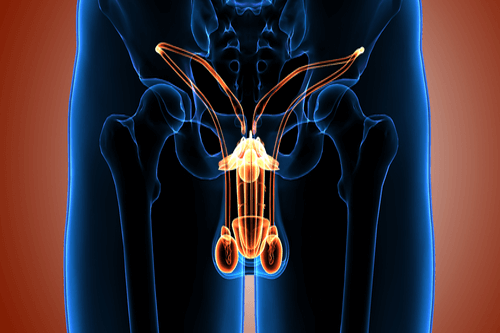 undescended testes_diagram