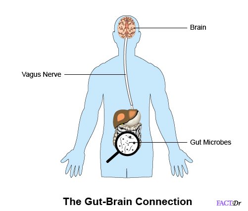 gut and brain connection