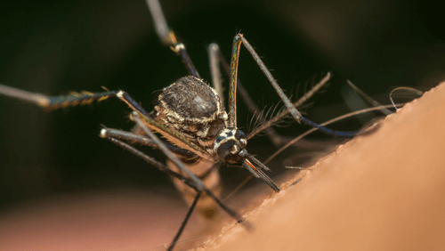 Malaria mosquito