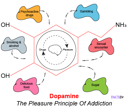 Dopamine Addiction Cycle 3486