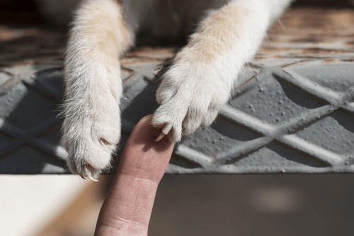 CAT-SCRATCH DISEASE