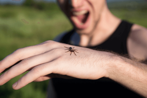 Spider Bites Facts Symptoms Complications First Aid And Remedies