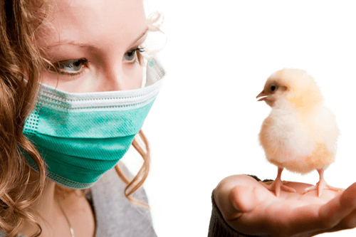 Avian Flu mask