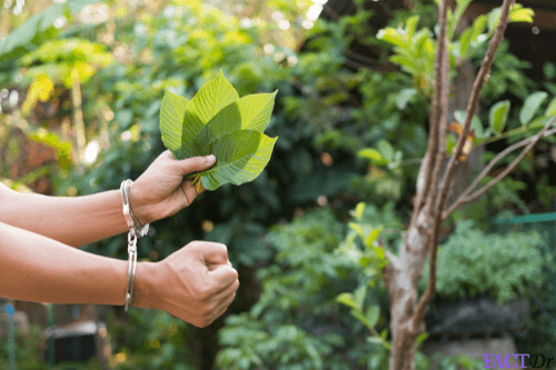 Kratom drug banned