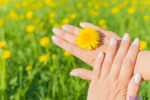 dandelion health benefits