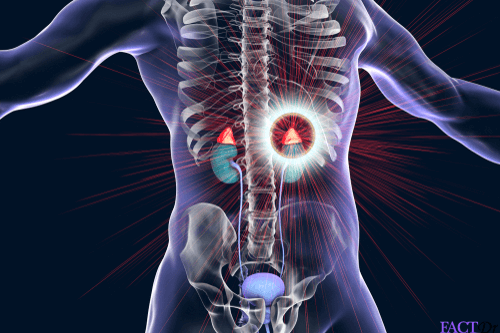 dhea adrenal