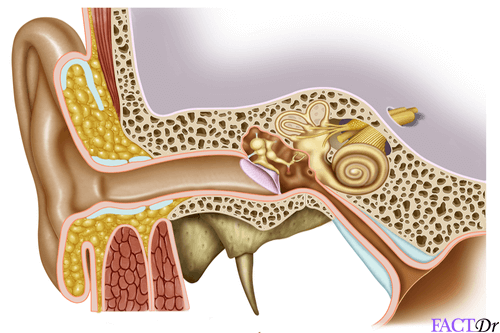 eustachian-tube-dysfunction-blockage-treatment-functions-factdr