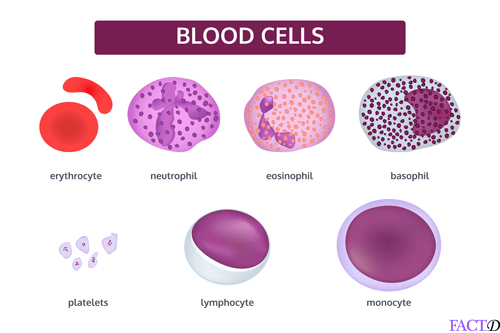 Neutrophils