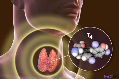 thyroxine t4 test